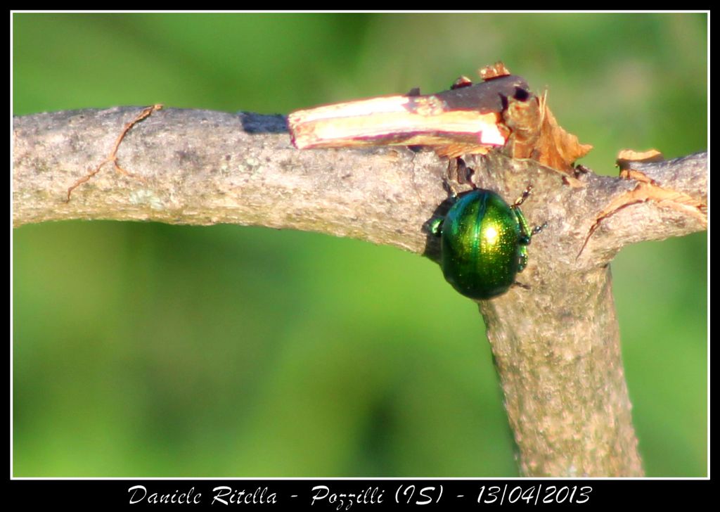 Chrysolina sp., forse C. menthastri